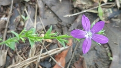 Triodanis biflora