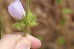 Malacothamnus densiflorus
