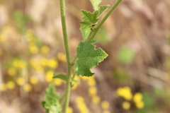 Malacothamnus densiflorus