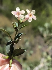 Symphoricarpos longiflorus