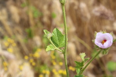 Malacothamnus densiflorus