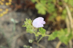 Malacothamnus densiflorus
