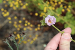 Malacothamnus densiflorus