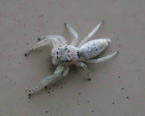 White-jawed Jumping Spider
