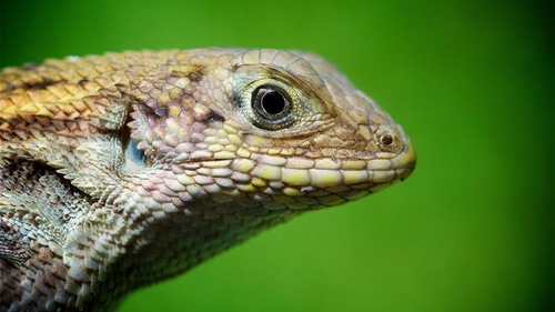 Northern Curly-tailed Lizard