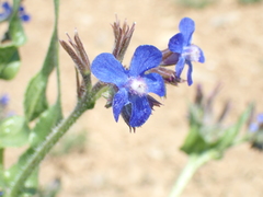 Anchusa azurea