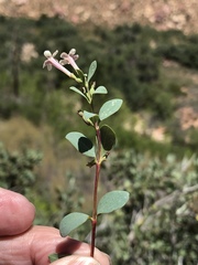 Symphoricarpos longiflorus