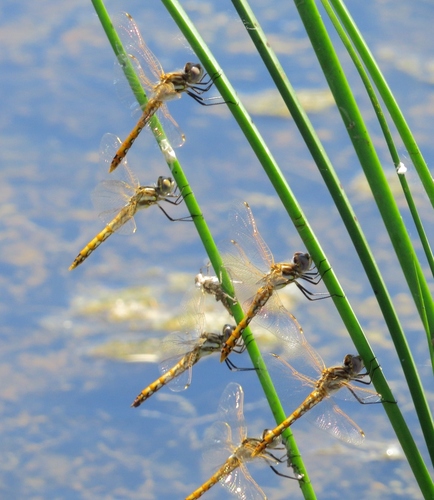 Variegated Meadowhawk, photo 7 of 7