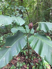 Goeppertia latifolia