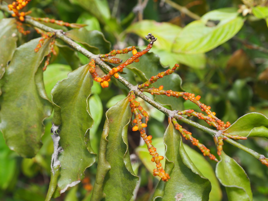 Piper Mistletoe