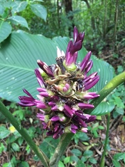 Goeppertia latifolia