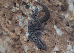 Phyllodactylus galapagensis