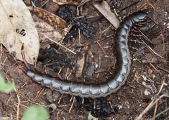 Scolopendra galapagoensis
