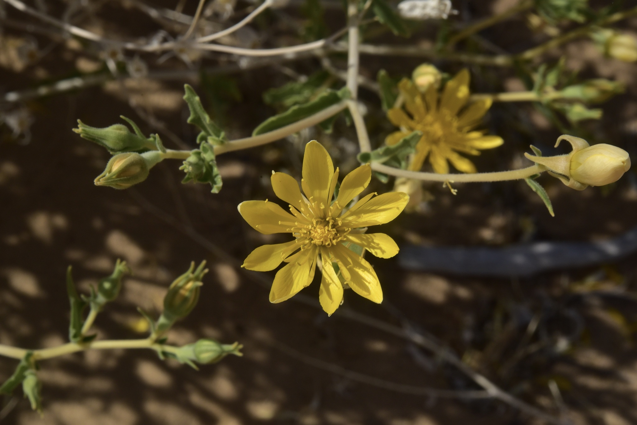 Mentzelia longiloba var. longiloba