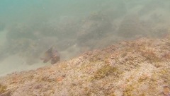 Stegastes rectifraenum