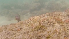 Stegastes rectifraenum