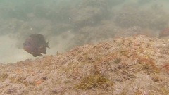 Stegastes rectifraenum