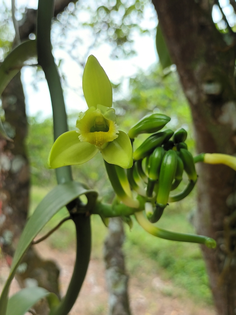 Vanilla planifolia, 93479 Ver., México