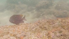 Stegastes rectifraenum