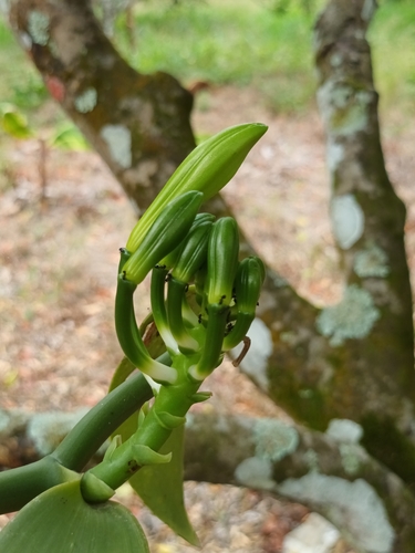 Vanilla planifolia