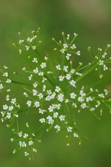 Oenantheae