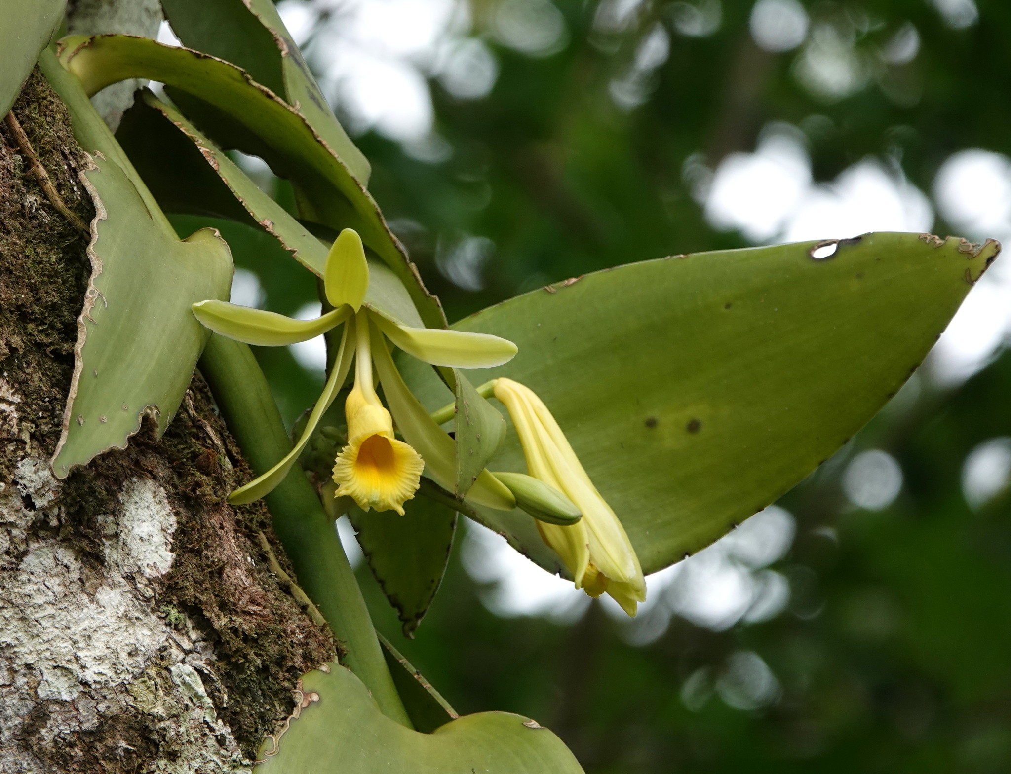 Vanilla pompona