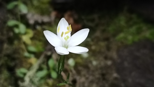 Foto de Fel-da-terra