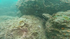 Pinctada mazatlanica