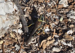 Schistocerca melanocera