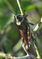 Schistocerca melanocera