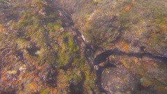 Stegastes rectifraenum