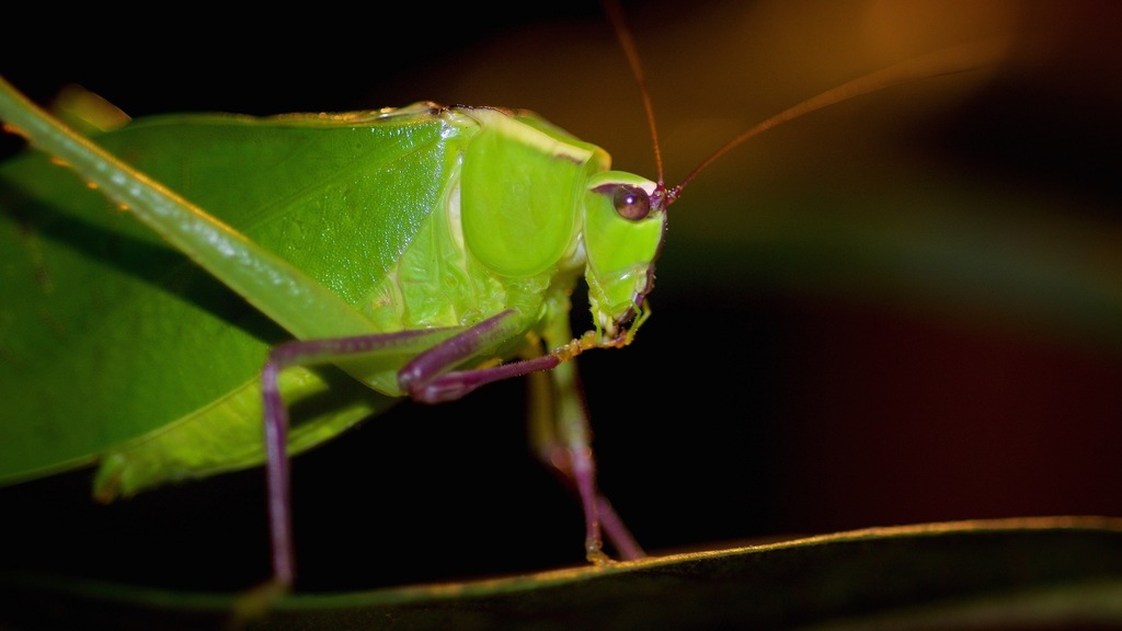 Leaf Katydids