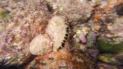 Pinctada mazatlanica