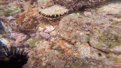 Pinctada mazatlanica
