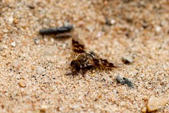 Thyridanthrax nugator