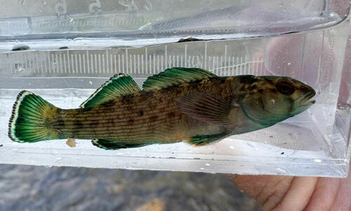 Greenfin Darter