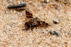 Thyridanthrax nugator