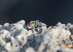 Chrysomya rufifacies