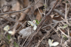 Tetramerium