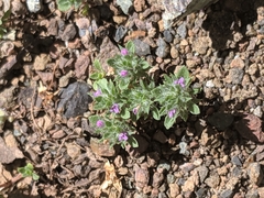 Pogogyne serpylloides