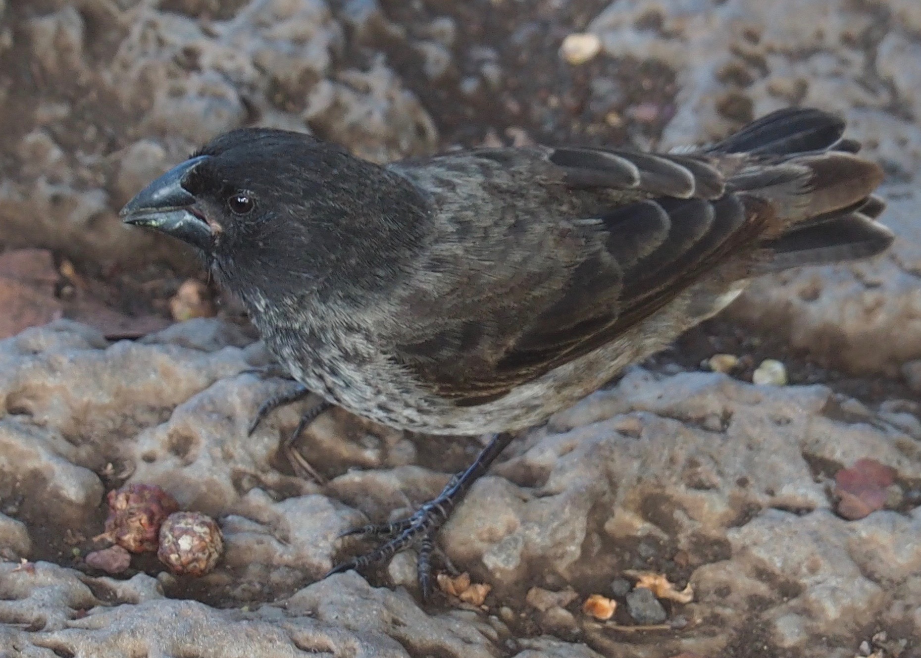Medium Ground-Finch (Geospiza fortis)