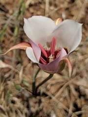 Calochortus simulans