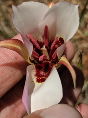 Calochortus simulans