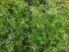 Ptilimnium capillaceum