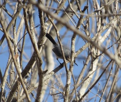 Polioptila nigriceps
