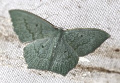 Maxates centrophylla