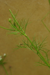 Oenantheae