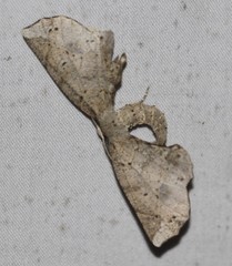 Parepisparis excusata