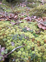 Sphagnum strictum