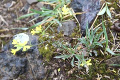 Erysimum crepidifolium